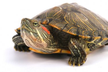 Trakemler Scripta Elegans Beyaz Açık