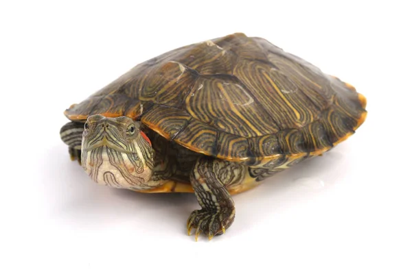 Trachemys Scripta Elegans On White — Stock Photo, Image