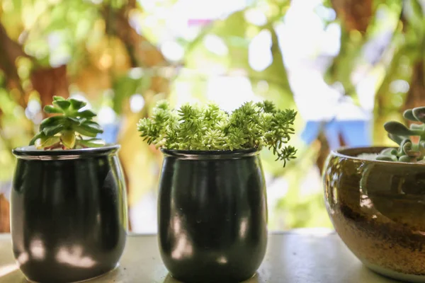 Closeup Succulent Plants — Stock Photo, Image