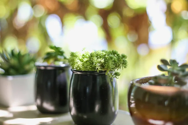 Fechar plantas suculentas — Fotografia de Stock