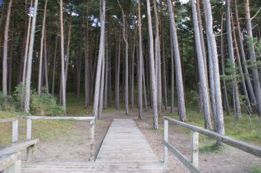 Tilkinin huzuru kaybolduğunda
