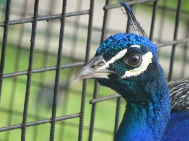 Kuşhaneden tavus kuşu görünümü