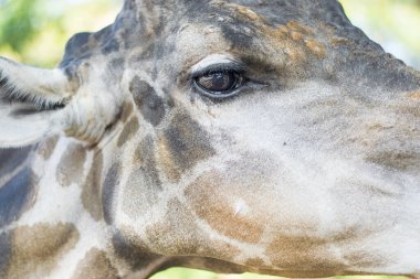 Zürafanın yakından çekilmiş portresi gözlere odaklanmış. Tayland hayvanat bahçesinde yaşayan deri ve yüz modelinin detaylarını gösteriyor. Gözleri üzgün görünüyor ve yeşil bir geçmişi olan yalnız hissediyor.