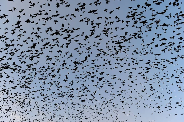Ένα Σμήνος Κορακιών Που Πετούν Στον Ουρανό — Φωτογραφία Αρχείου