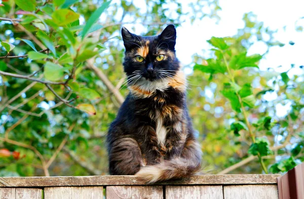 Grave Gatto Tricolore Seduto Sulla Recinzione — Foto Stock