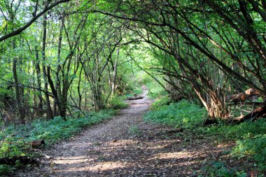 Ceviz koruluğundan geçen orman yolu