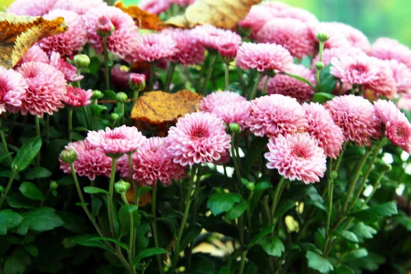 Beautiful Small Pink Flowers Flower Bed — Stock Photo, Image