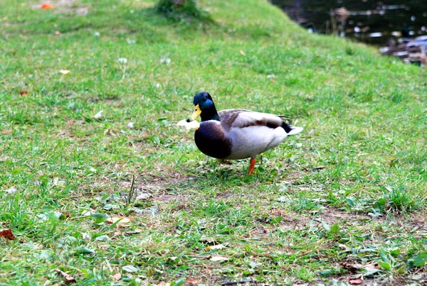 Ein Drake Hält Ein Riesiges Stück Brot Schnabel — Stockfoto