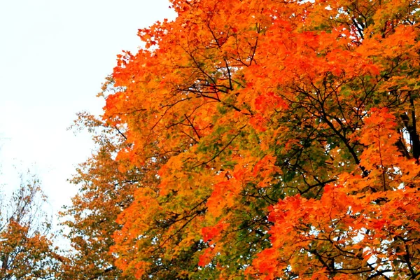 Herbst Landschaftsbäume Mit Buntem Laub — Stockfoto