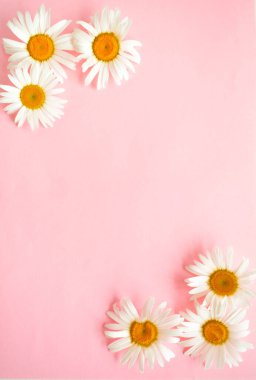 Pembe pastel arka planda beyaz papatya çayı. Boşluğu kopyala.