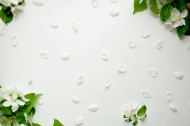 Çerçeve şeklinde beyaz taç yaprakları ve çiçeklerden oluşan bir arkaplan. Uzayı kopyala Üst görünüm.