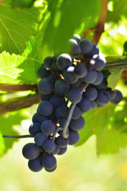 Mavi şarap üzümleri kapanıyor. Arjantin 'in Mendoza bölgesindeki üzüm bağları.