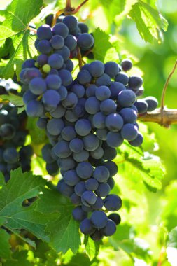 Mavi şarap üzümleri kapanıyor. Arjantin 'in Mendoza bölgesindeki üzüm bağları.