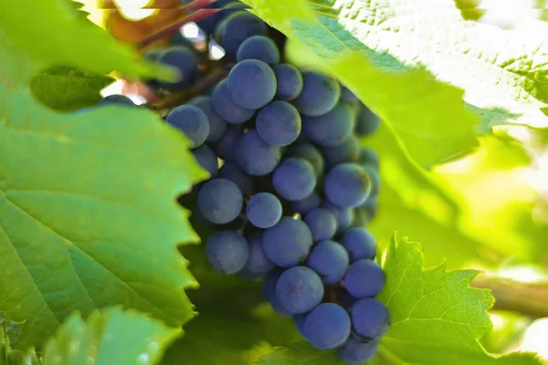 Mavi şarap üzümleri kapanıyor. Arjantin 'in Mendoza bölgesindeki üzüm bağları.