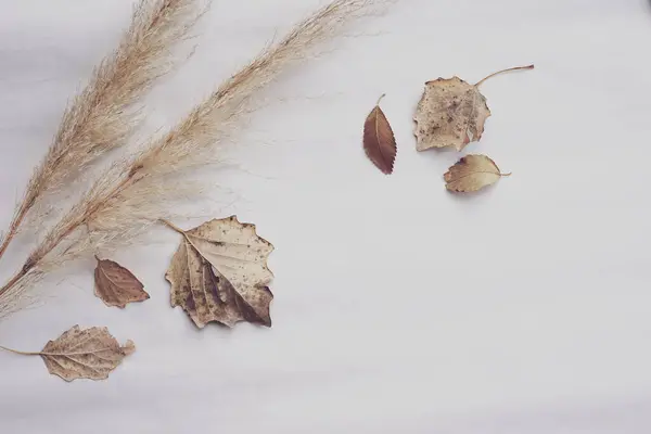 Yumuşak pampa otları ve kurumuş yapraklar. Sonbahar temasını sonbahara bırak. Yumuşak nötr renkler. Metin için boş boşluk.