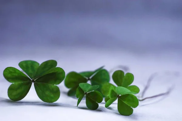 Shamrocks White Blue Background — Stock Photo, Image