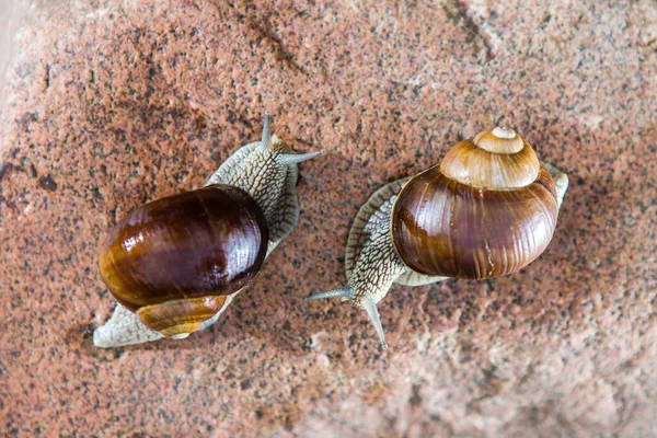 Close Two Grape Snails Approaching Each Other Red Stone — Stock Photo, Image