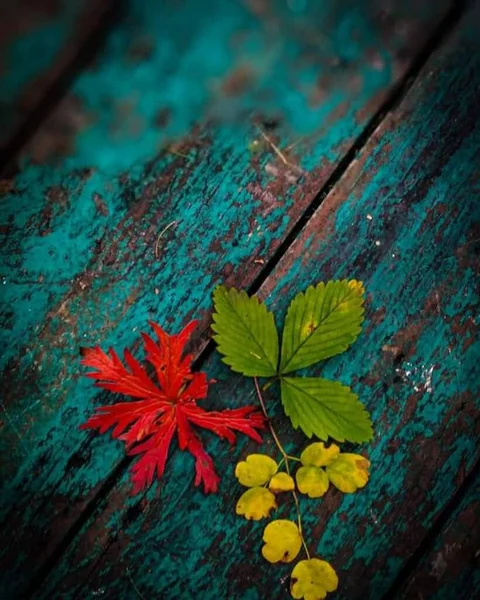 Autumn Cor Leafs — Fotografia de Stock