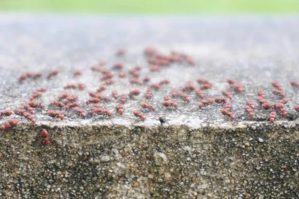 Abstract Blur Group Red Ants Raining — Stock Photo, Image