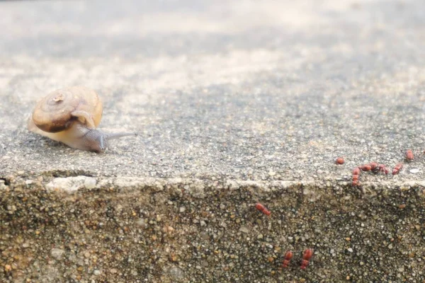 Soyut bulanıklık grup yağmur sonra kırmızı karıncalar