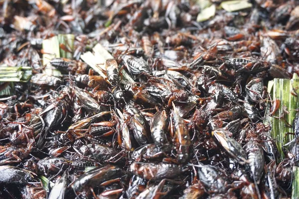 Fried Cricket Good Tasty Bug Snack Sale Thailand — Stock Photo, Image