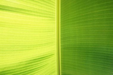 yakın çekim yeşil muz bırakmak için kullanılan arka plan dokusu