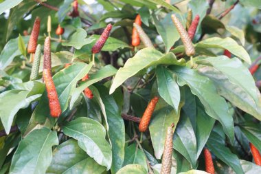 Piper longum tesisi tropikal plantasyon içinde yukarı kapatın