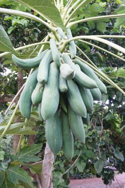 Tayland ekimi ağacında papaya kapatın