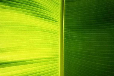 soyut için kullanılan arka plan yeşil doku