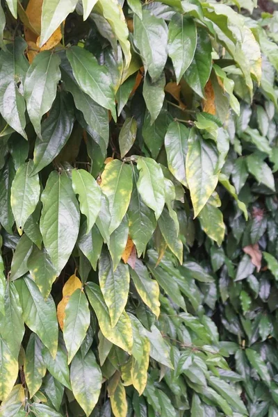 Nahaufnahme Einer Piper Longum Pflanze Tropischen Plantagen — Stockfoto