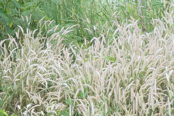 Resumo Campo Flores Grama Tailândia — Fotografia de Stock