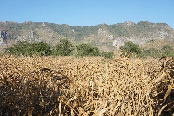 Εσωτερικη Ξηρό Καλαμπόκι Κατατίθεται Στη Φυτεία — Φωτογραφία Αρχείου