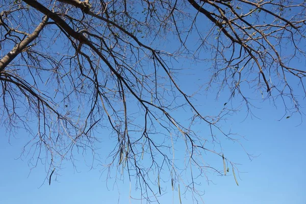 Абстракция Сухого Дерева Голубым Небом — стоковое фото
