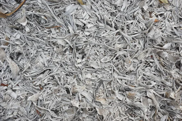 Soyut yerde kullanılan arka plan için ahşap kül