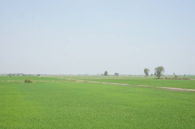 yeşil pirinç alan Tayland görünümünü