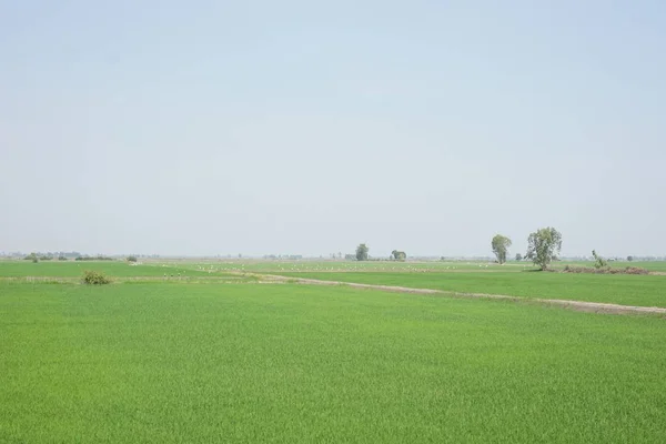 Видом Зелені Рисові Поля Таїланді — стокове фото