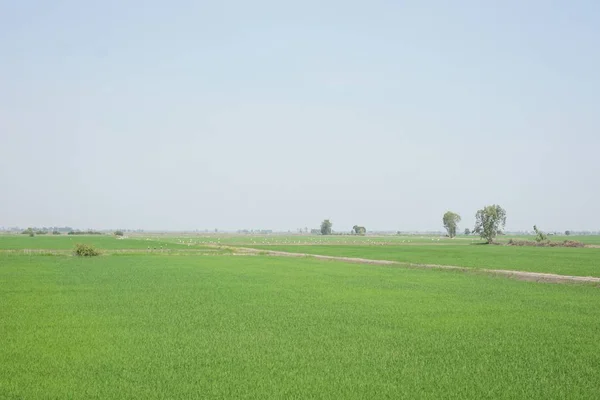 View Green Rice Field Thailand — Stock Photo, Image