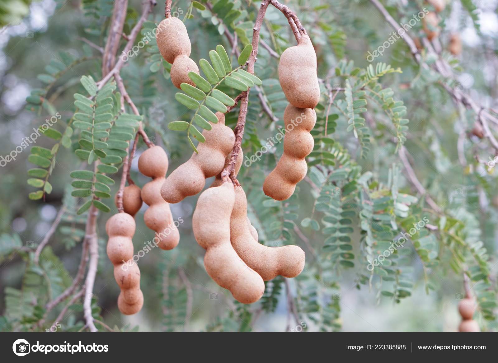 Tamarind Fruit Tree Plantation Thailand Stock Photo Image By C Tanantornanutra