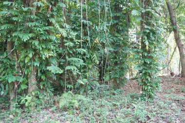 İsviçre peyniri bitki orman ortamında