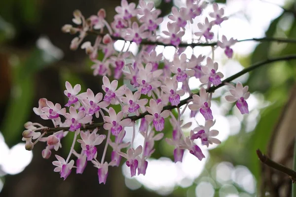 Drobné Růžové Divoké Orchideje Tropické Zahradě — Stock fotografie