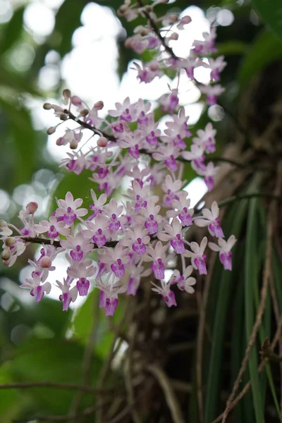 Drobné růžové divoké orchideje — Stock fotografie