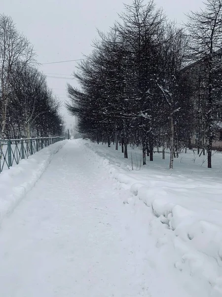 Schnee Den Bäumen — Stockfoto