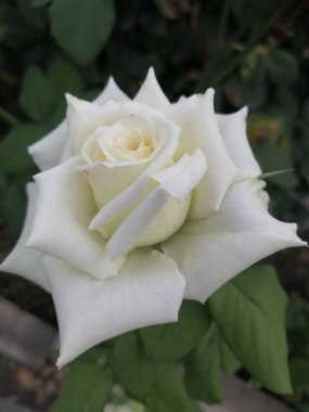 Ön planda büyük beyaz bir gül