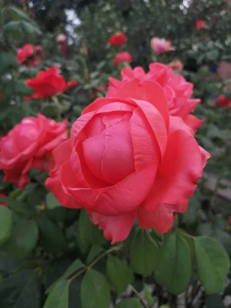 Różowa Róża Zielonym Liściem — Zdjęcie stockowe