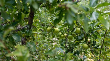 Yazın güzel elma yeşili ağacı