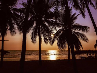 Hindistan cevizi ağacı plajda silüeti