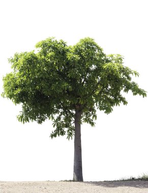  ağaç bahçe beyaz izole