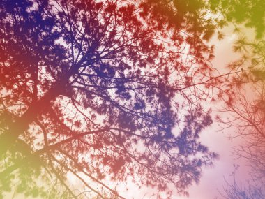 Renkli arka plan ile gölge şube.