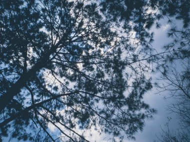 Güneş arka plan ile gölge şube.