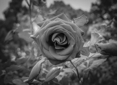 Siyah ve beyaz gül çiçektir